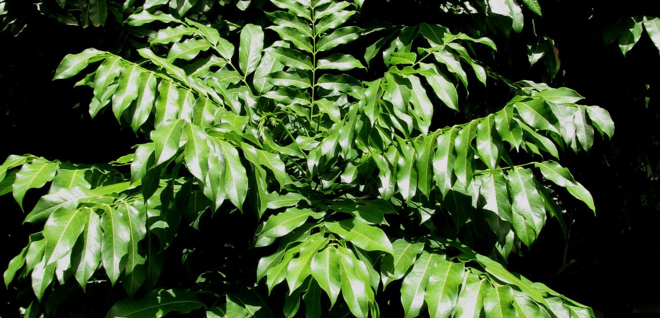 Castanospermum - Tumbleweed Plants
