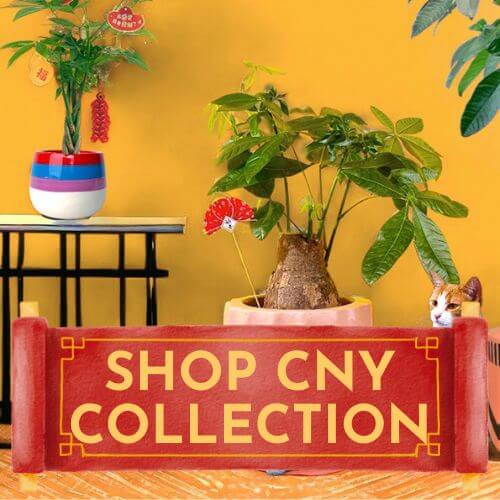 CNY Collection - Tumbleweed Plants
