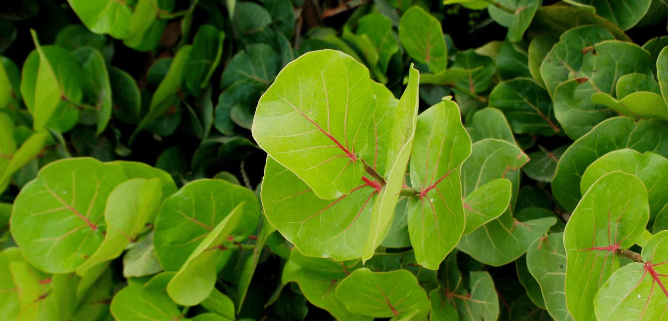Coccoloba - Tumbleweed Plants