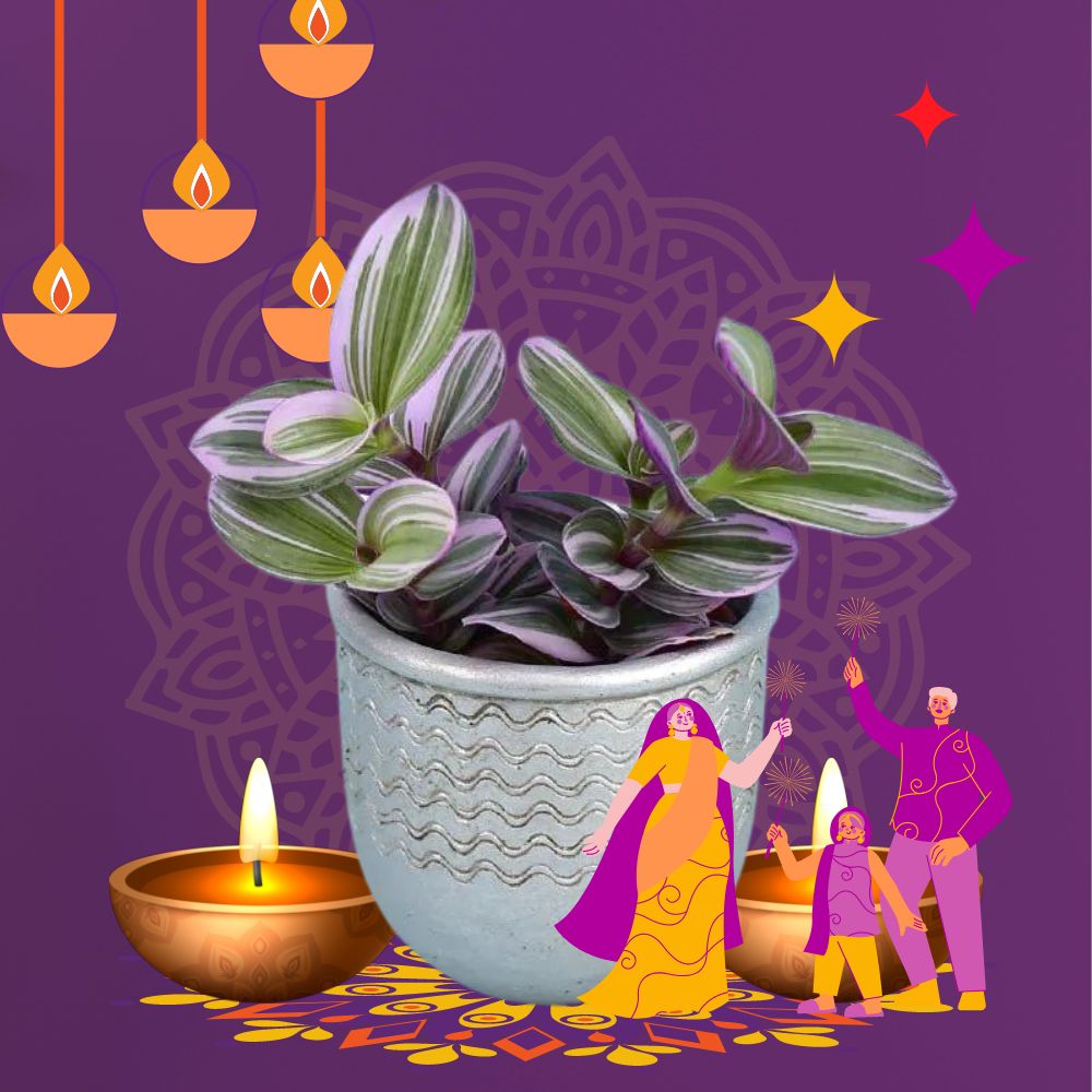 Diwali Plants - Tumbleweed Plants