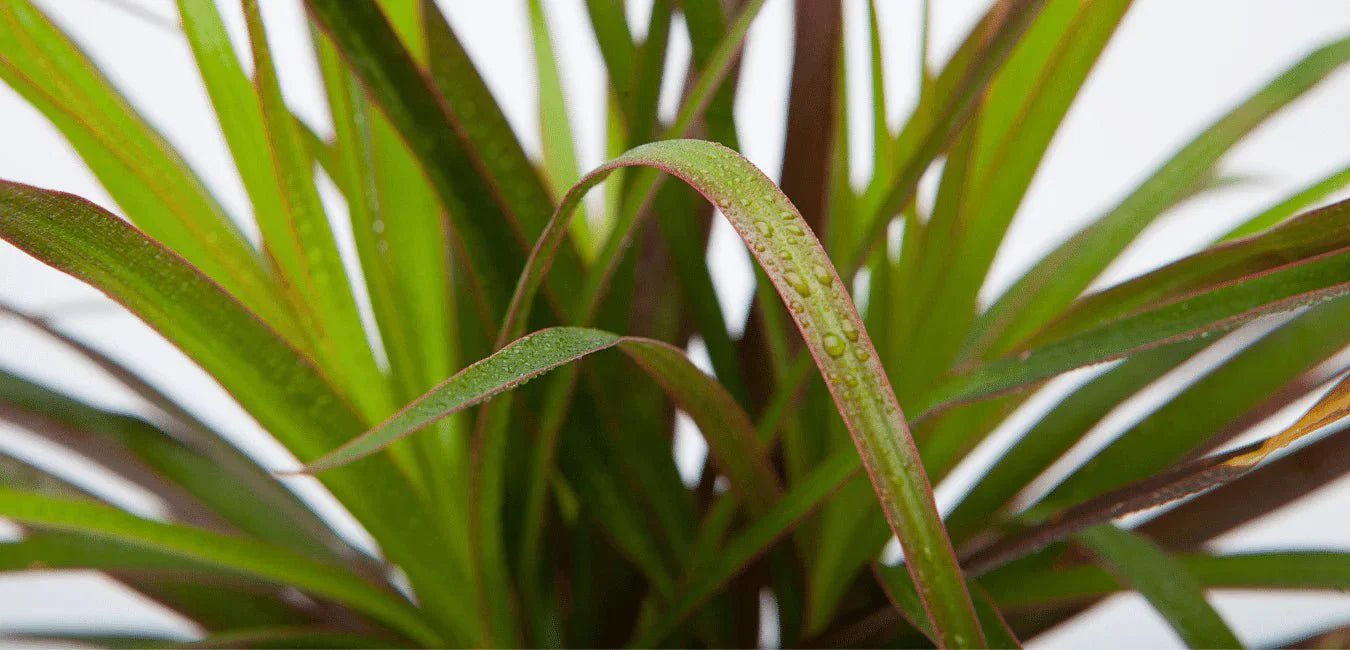 Dracaena - Tumbleweed Plants
