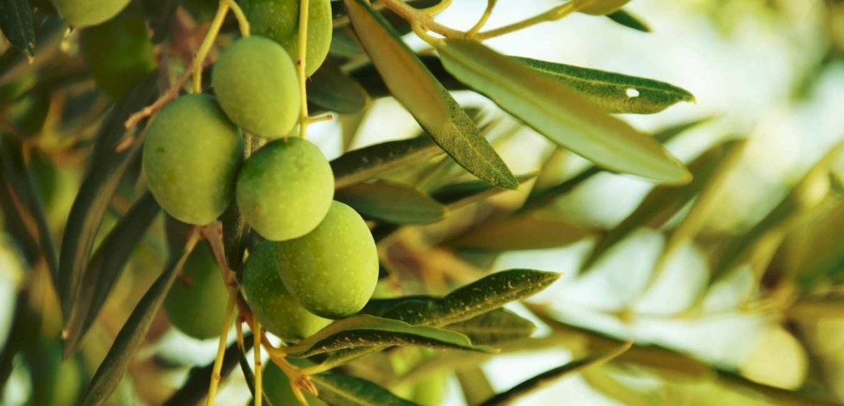 Olive Tree - Tumbleweed Plants