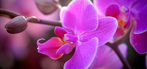 Orchid - Tumbleweed Plants