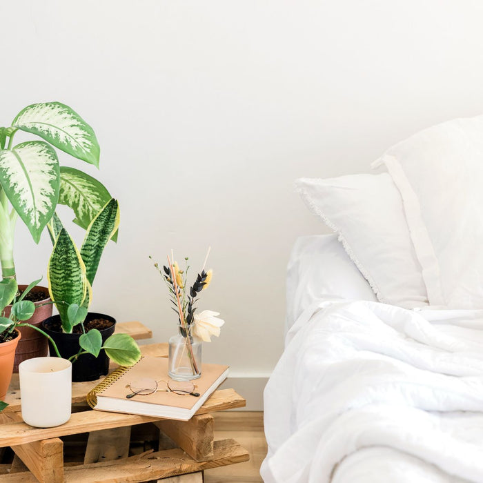 Plants for Bedroom - Tumbleweed Plants