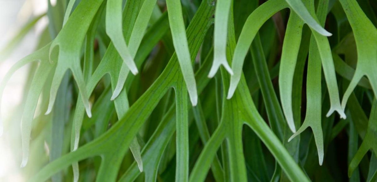 Platycerium - Tumbleweed Plants