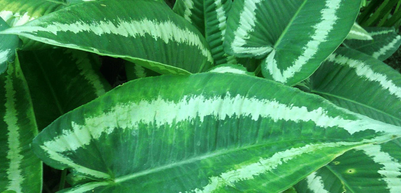 Schismatoglottis - Tumbleweed Plants