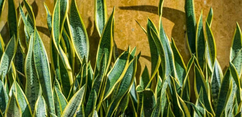 Snake Plant - Tumbleweed Plants