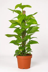 Epipremnum Money Plant (0.8m) - Potted plant - POTT - EPIP - GRW - 5431 - Tumbleweed Plants - Online Plant Delivery Singapore