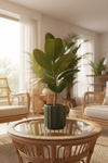 Ficus Elastica Robusta - Potted plant -  Tumbleweed Plants
