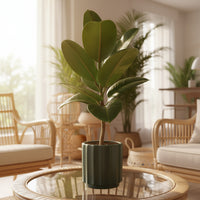 Ficus Elastica Robusta