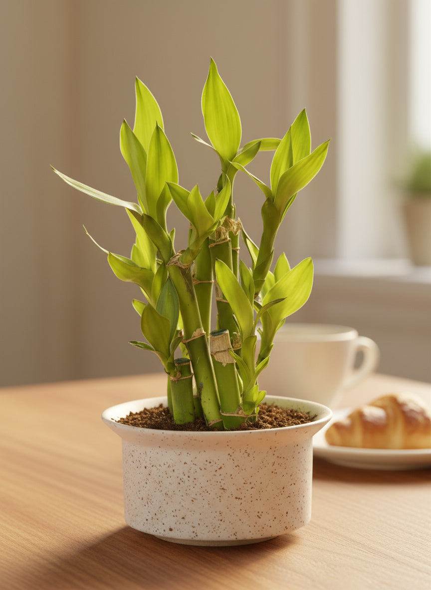 Mini Lucky Bamboo Plant - Cluster