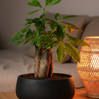 Money Tree Skyrocket