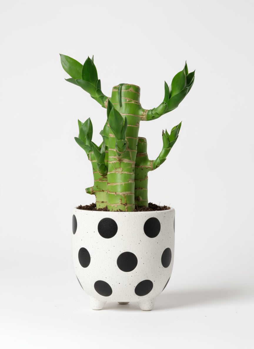 Mini Lucky Bamboo Plant