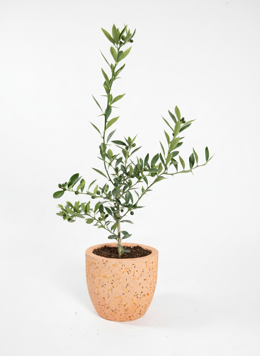 Mini-Orange Tree