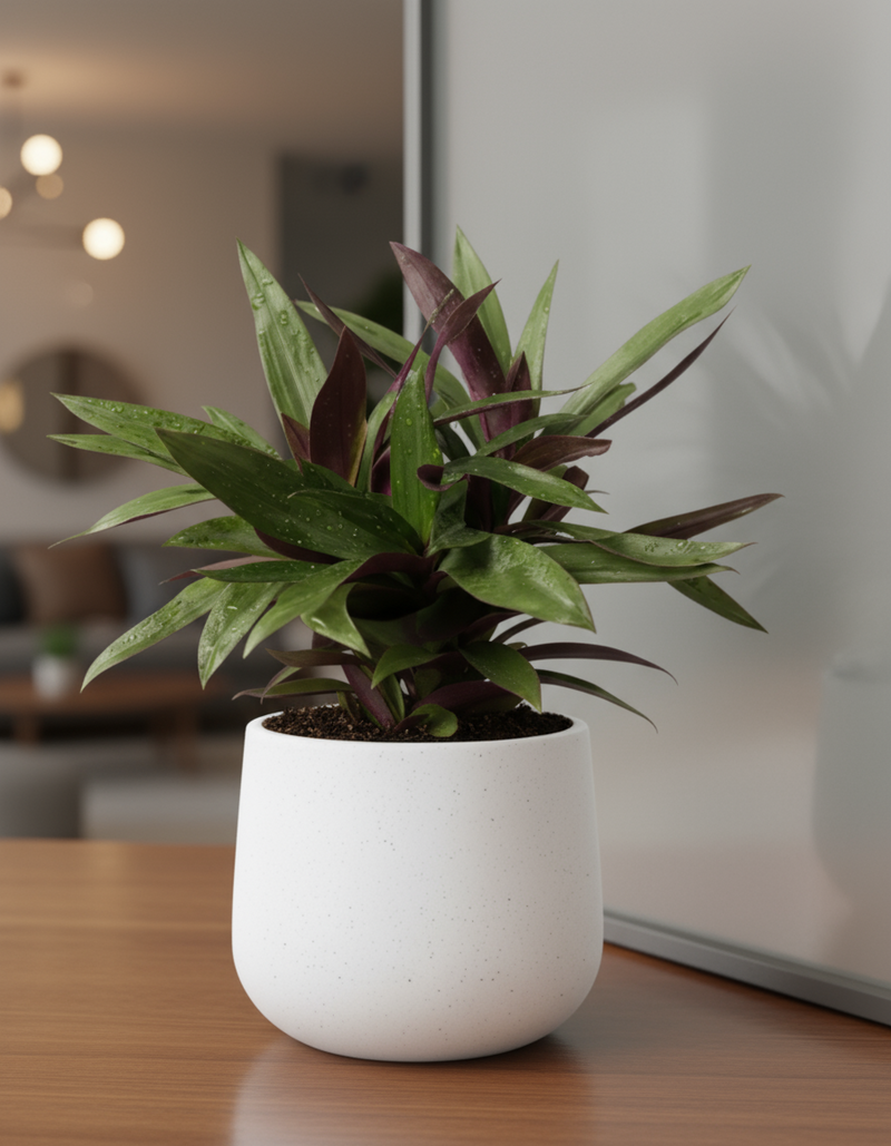 Rhoeo Plant - Potted plant -  Tumbleweed Plants