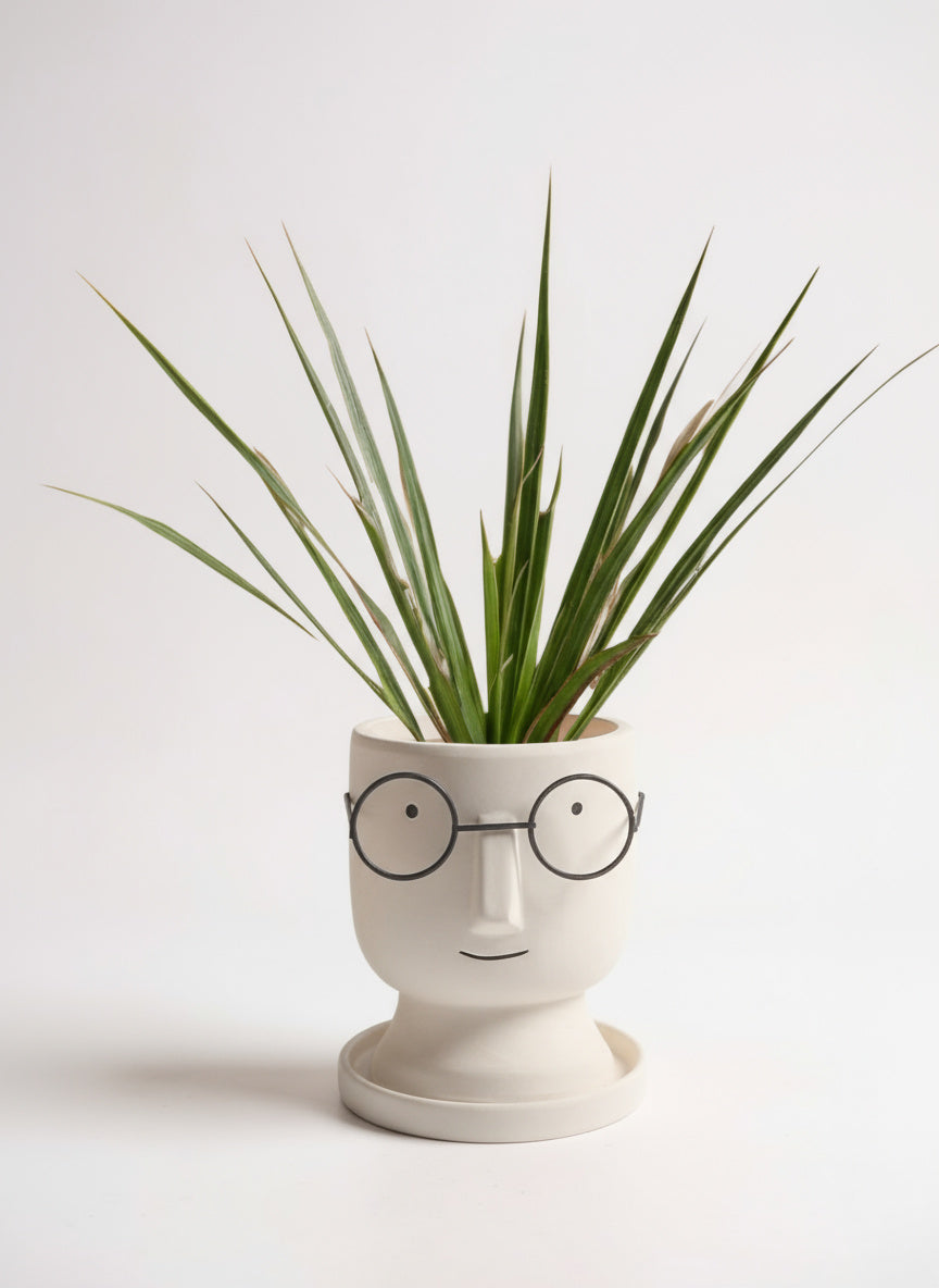 Dracaena Bicolour - Small