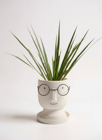 Dracaena Bicolour - Small