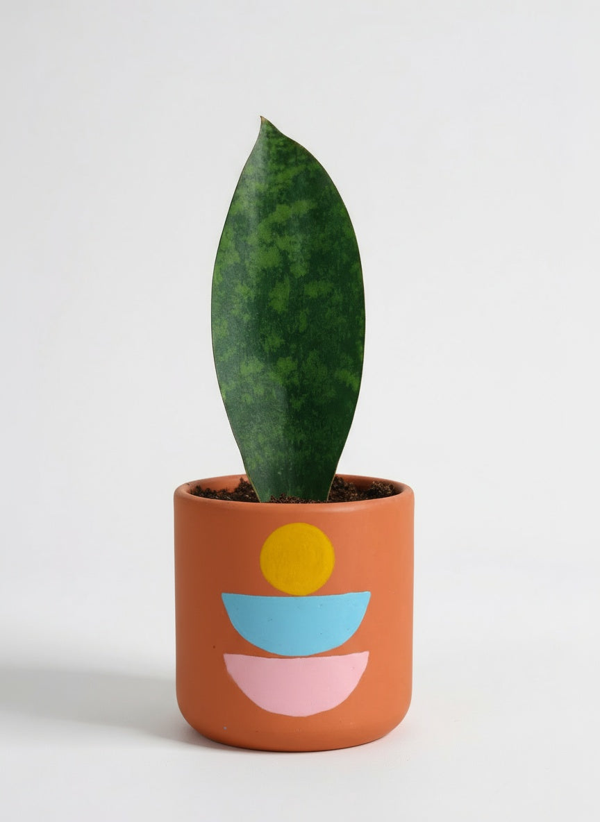Junior Whale Fin Sansevieria Plant - Potted plant -  Tumbleweed Plants