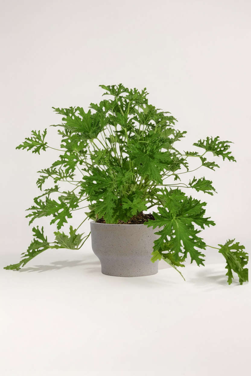 Mosquito Plant - Pelargonium Citrosum - Potted plant -  Tumbleweed Plants
