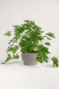 Mosquito Plant - Pelargonium Citrosum - Potted plant -  Tumbleweed Plants