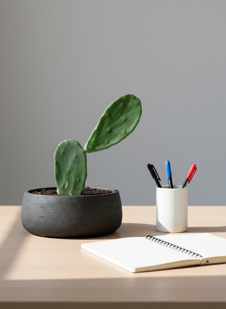 Prickly Pear Cactus (0.3)