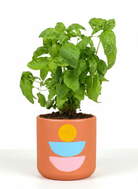 Sweet Basil - Potted plant -  Tumbleweed Plants