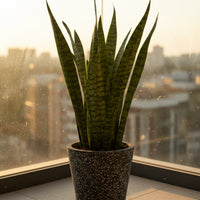 Sansevieria Zeylanica
