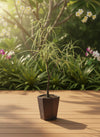 Bottle Tree Short (Brachychiton Rupestris) - Potted plant -  Tumbleweed Plants