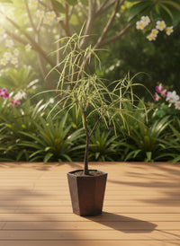 Bottle Tree Short (Brachychiton Rupestris) - Potted plant -  Tumbleweed Plants