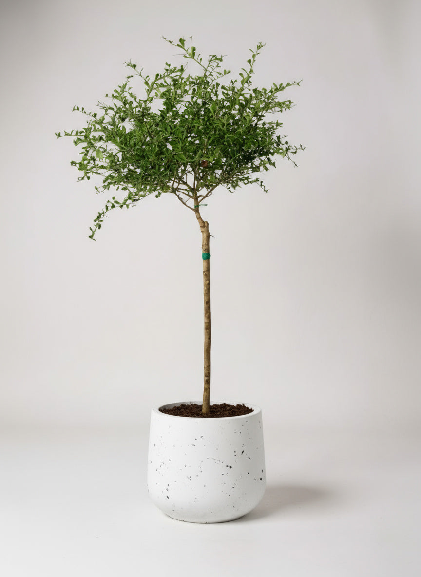 Finger Lime Tree (Australia)