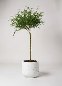 Finger Lime Tree (Australia)