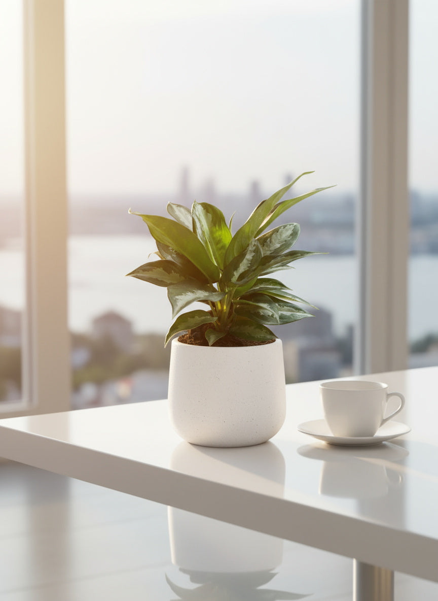 Aglaonema Pattaya Diamond Baby - Potted plant -  Tumbleweed Plants