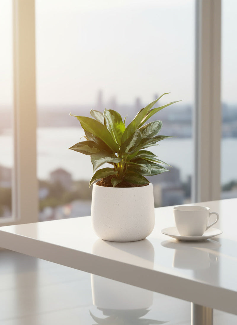 Aglaonema Pattaya Diamond Baby - Potted plant -  Tumbleweed Plants