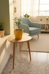 Pomelo Tree - Potted plant -  Tumbleweed Plants