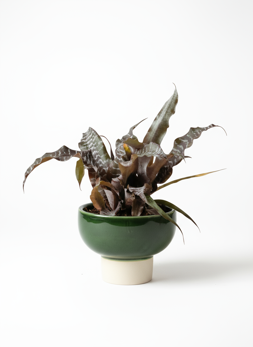 Cryptanthus Black Mystic