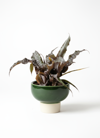 Cryptanthus Black Mystic