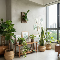 Platycerium wandae (Queen Staghorn Fern)