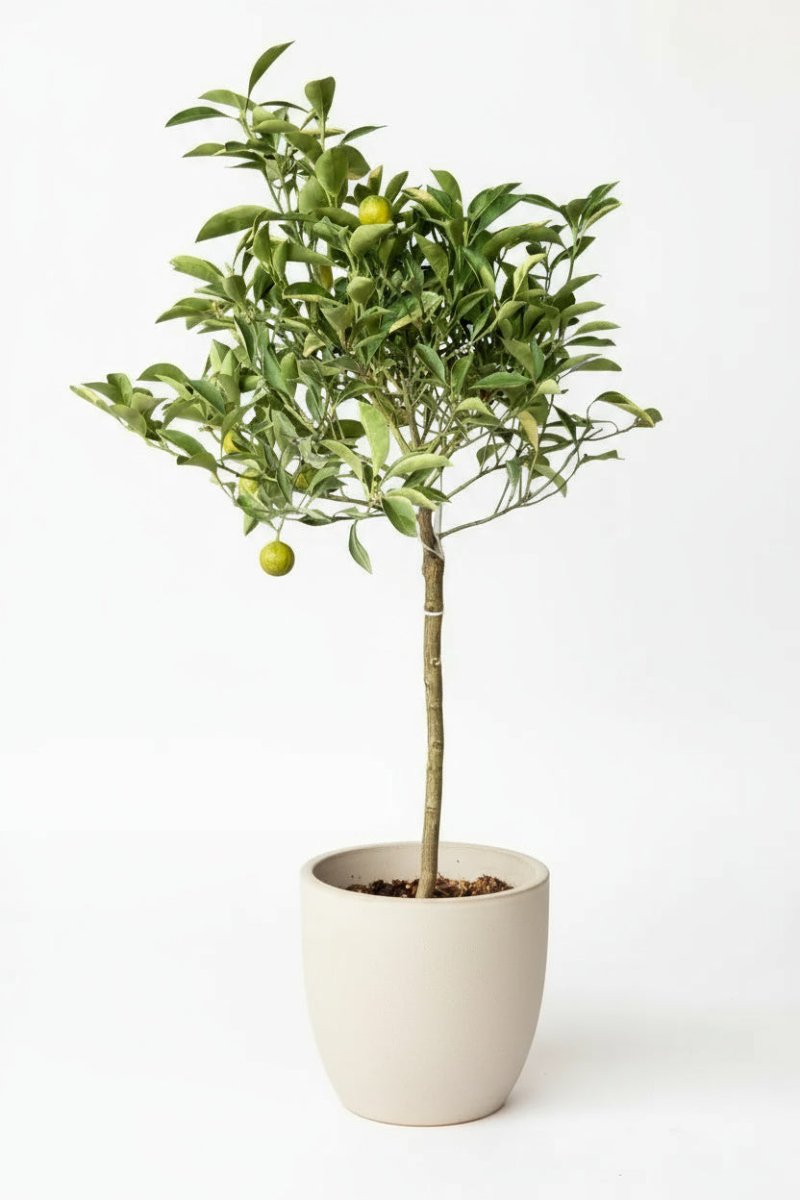 Variegated Lime Tree - Potted plant - POTT - VARI - GRW - 7388 - Tumbleweed Plants - Online Plant Delivery Singapore