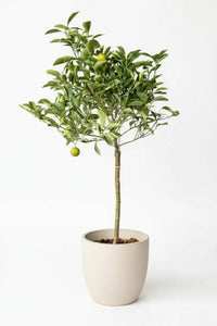 Variegated Lime Tree - Potted plant - POTT - VARI - GRW - 7388 - Tumbleweed Plants - Online Plant Delivery Singapore