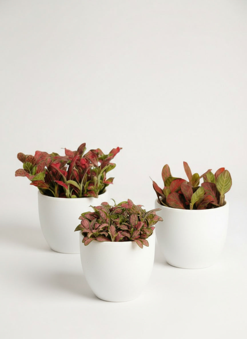 ORDER A GARDEN (Fittonia)