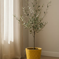 Olive Tree Junior - Japan