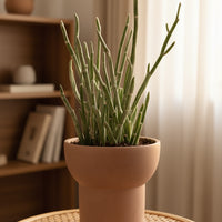 Blue Chalksticks - Pencil Plant Succulent