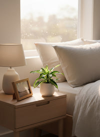 Dracaena Surprise - Potted plant -  Tumbleweed Plants