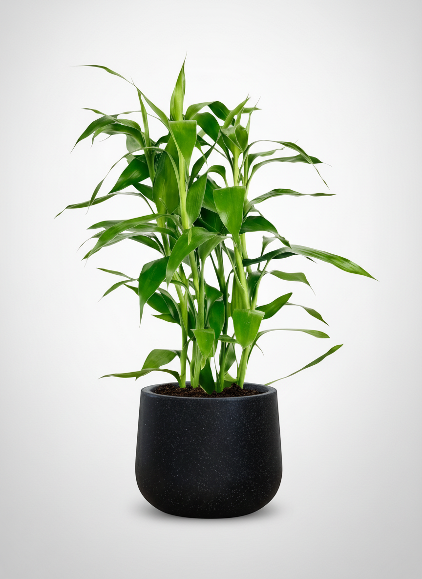 Lucky Bamboo Plant