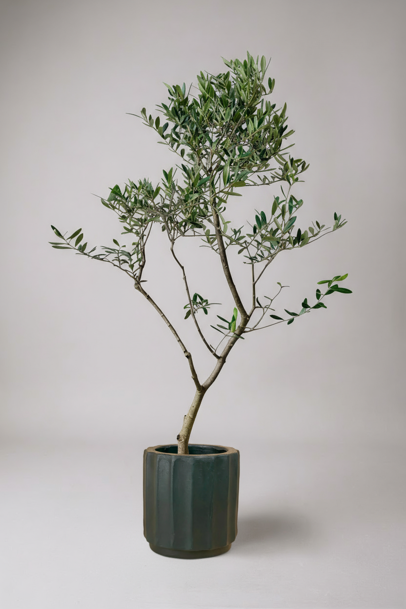 Olive Tree Tall - Japan - Potted plant -  Tumbleweed Plants