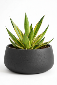 Assorted Agave Victoriae-Reginae - Potted plant -  Tumbleweed Plants