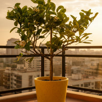 Junior Lemon Tree