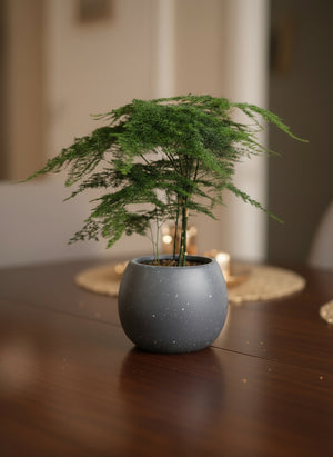 Tumbleweed Plants