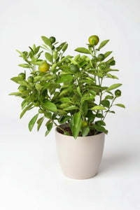 Calamansi Tree - Potted plant - POTT - CALA - GRW - 5424 - Tumbleweed Plants - Online Plant Delivery Singapore