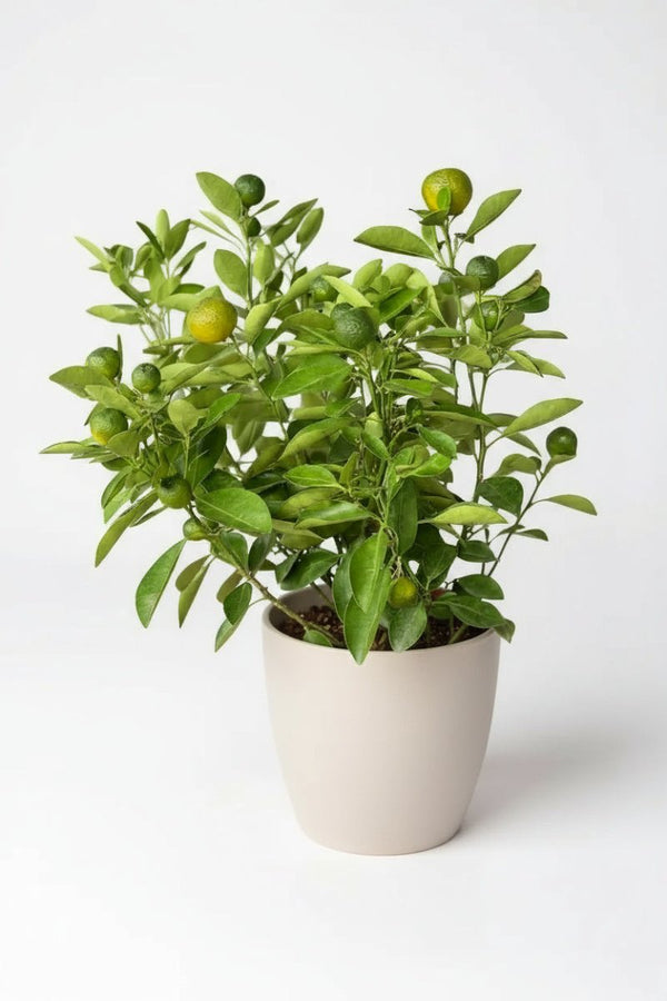 Calamansi Tree - Potted plant - POTT - CALA - GRW - 5424 - Tumbleweed Plants - Online Plant Delivery Singapore
